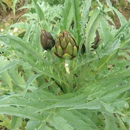 Il Paradiso Фермерский дом