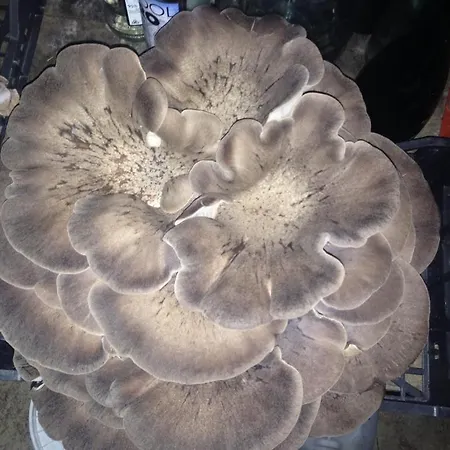 Фермерский дом Il Paradiso Иглесиас