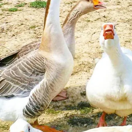 Il Paradiso Iglesias