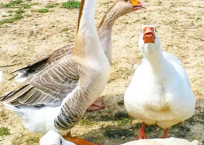 帕拉迪索二世农庄 伊格莱西亚斯